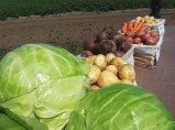 Отборные картошка, морковь, свекла, капуста и другие овощи от поставщика в Алтайском крае / Курган
